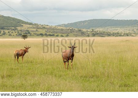 Two Jimelas Chewing Dry Grass In The Meadow