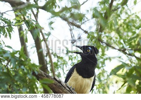 Plush-crested Jay, Cyanocorax Chrysops, Argentinean Bird Perched On A Branch In El Palmar National P