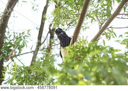 Plush-crested Jay, Cyanocorax Chrysops, Argentinean Bird Perched On A Branch In El Palmar National P