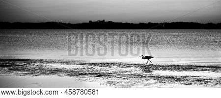 Bird Fishing Around Merrit Island At Sunset