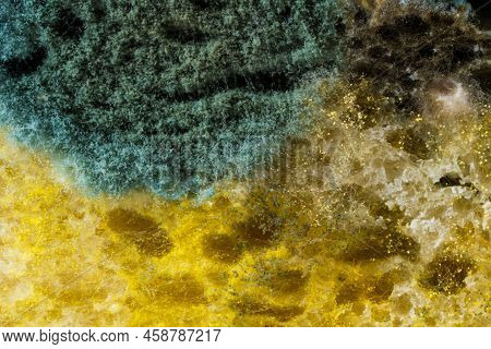 Mold. Nice Mold. Mold Spores, Macro. Mold Light, Yellow, Transparent.
