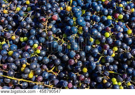 Background Of Freshly Picked Grapes. Bunch Of Picked Blue Grapes. Grape Background With Place For Te