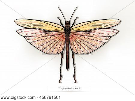 Set Of Insects: Beetles, Butterflies, Moths, Dragonflies. Etymologists Set. Clip Art, Set Of Element