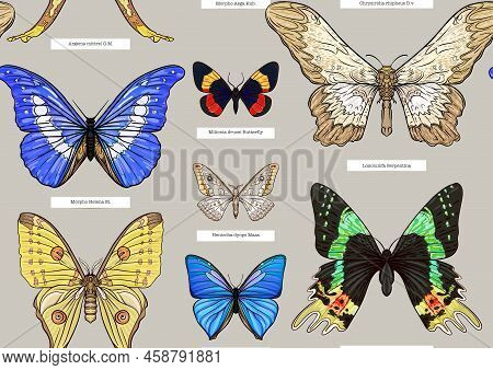 Set Of Insects: Beetles, Butterflies, Moths, Dragonflies. Etymologists Set. Seamless Pattern, Backgr