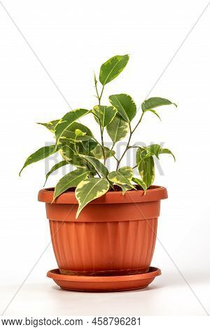 Ficus Benjamina In Pot. Houseplant Weeping Fig, Benjamin Fig, Ficus Tree Isolated On White Backgroun