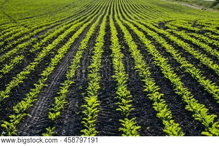 Red Beet Or Sugar Beet Growing In Soil. Fresh Green Leaves Of Beetroot. Row Of Green Young Beet Leav