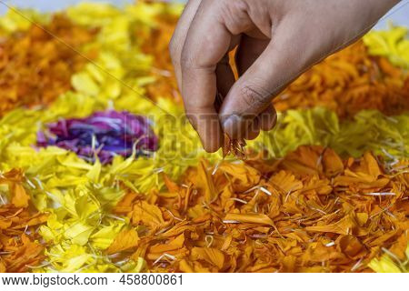 Closeup Of Hand Preparing Pookalam, Traditional Flowers Decoration To Celebrate Onam Festival In Ker