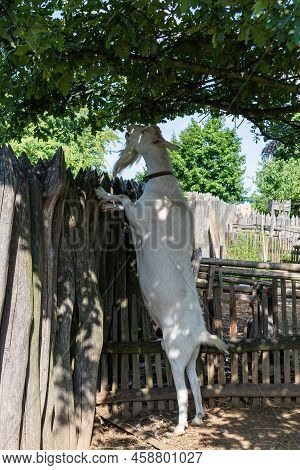 Example Of Agriculture In The Modra Open-air Museum. A Goat Leaning Against A Fence Grazes On A Tree