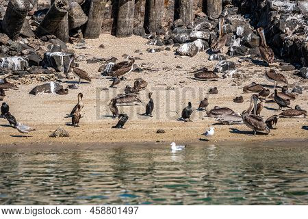 A Group Of Pelicans In Puerto Penasco, Mexico