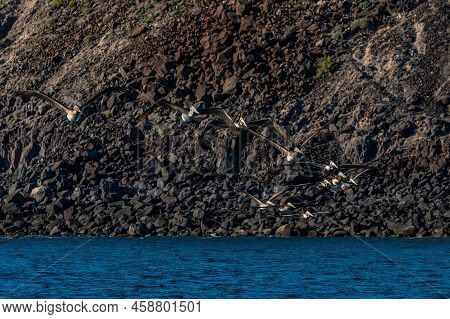 Brown Pelican Flying Along Puerto Penasco, Mexico