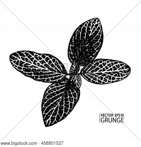 Grunge Leaves. Tropical Foliage. Tropic Flora. Fittonia Leaf. Houseplants. Rainforest Exotic Nature.