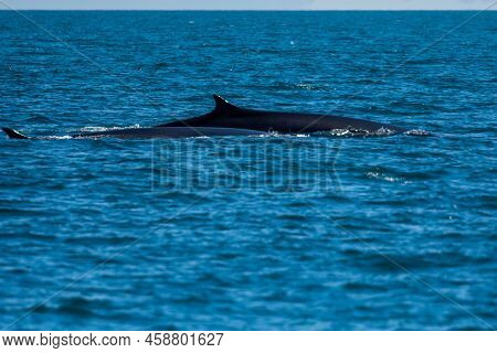 A Large Grey Whale In Puerto Penasco, Mexico