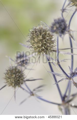 Erbario