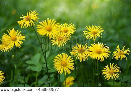 Group Of Doronicum Yellow Flowers In The Garden In Spring In Bloom. Selective Focus