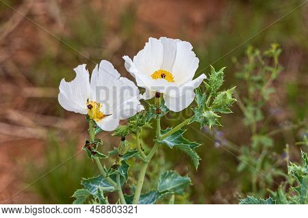 Rough Pricklypoppy Argemone Hispida At Trading Post Trail, Red Rocks Amphitheater, Morrison, Co, Usa