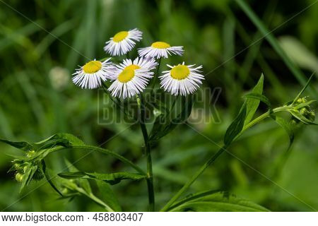 Philadelphia Fleabane, Erigeron Philadelphicus Of The Family Asteraceae