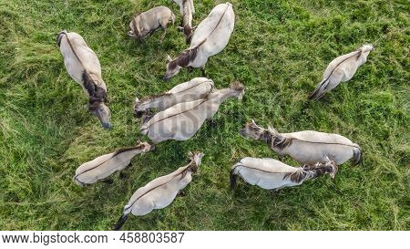 Aerial View Of Tarpan Horses In Nature. Wild Horses. Wildlife And Nature Background. Herd Of Wild Ho