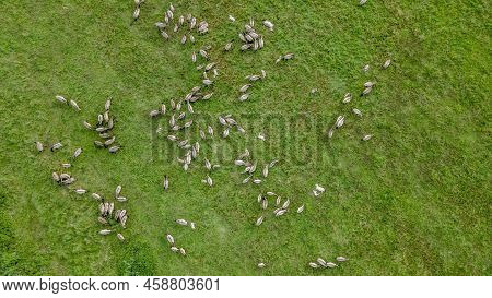 Aerial View Of Tarpan Horses In Nature. Wild Horses. Wildlife And Nature Background. Herd Of Wild Ho