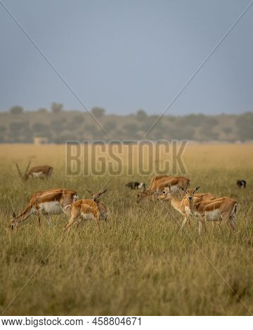 Group Or Herd Of Wild Blackbuck Or Antilope Cervicapra Or Indian Antelope Family In Natural Grasslan