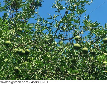 The Trees Are Full Of Green Oranges And Fruits In Shaanxi, China