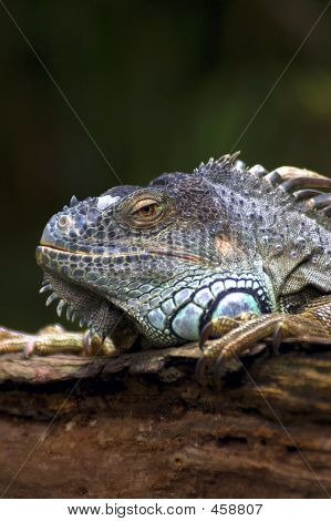 Leguán