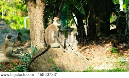 Grey Langur Monkeys In Sri Lanka. Specie Semnopithecus Priam In Arugam Bay.