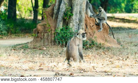 Tufted Gray Langur In Sri Lanka. Specie Semnopithecus Priam.