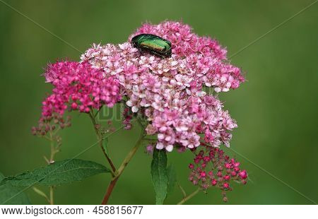 Beetle Golden Bronzovka On A Flower Of Japanese Spiraea