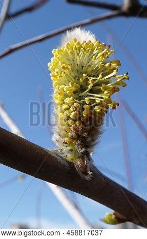 Buds Bloom On The Willow Tree In Spring