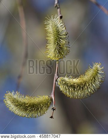 On The Willow Tree In Spring, Buds Bloom Fluffy And Fragrant