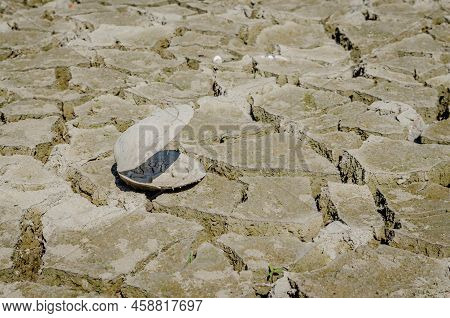 A River Shell, Unio Pictorum On A Cracked Muddy Dry Surface.