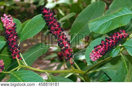 Berries Of The Plant Fitolacca, Lakonos American Or Berry