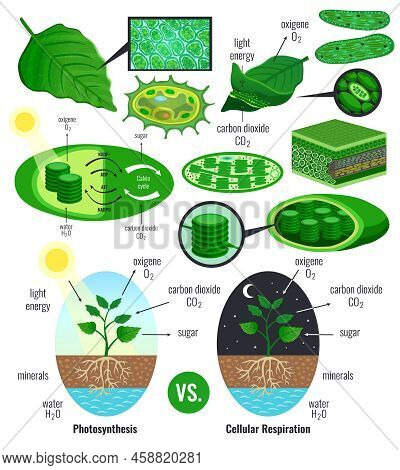 Biological Photosynthesis Infographic Elements With Light Energy Conversion Calvin Cycle Scheme Plan