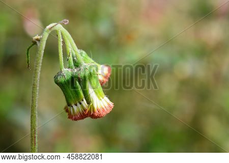 Crassocephalum Crepidioides, Commonly Called Ebolo, Is A Weed That Flowers All Year Round