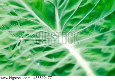 Colocasia Nancys, Colocasia Nancys Revenge , Colocasia Esculenta Or Colocasia Plant