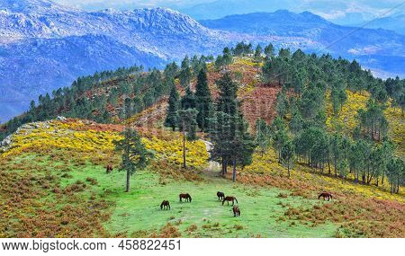 The Autumn Colours At Serra Do Gerês