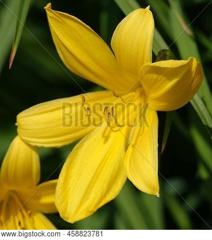 Daylily Flower Yellow Or Krasodnev Is A Herbaceous Plant, The Asphodelaceae Family