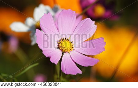 Cosmea Flower Double-pinnate Is An Annual Flowering Plant, The Asteraceae Family