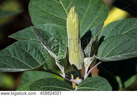 Datura Indian - Plant Flower
