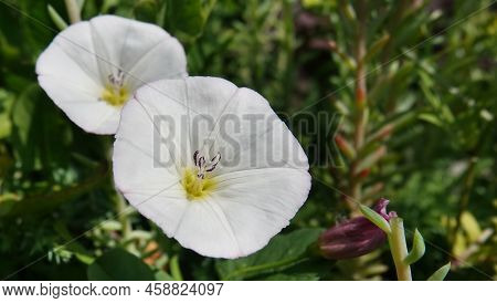 Flowers Bindweed