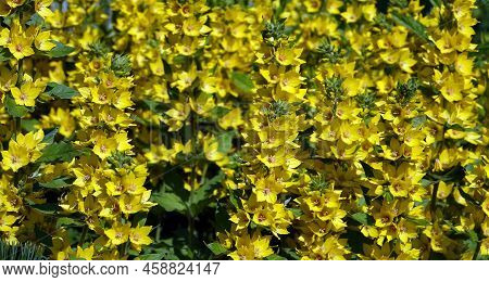 Flowers Loosestrife Spotted