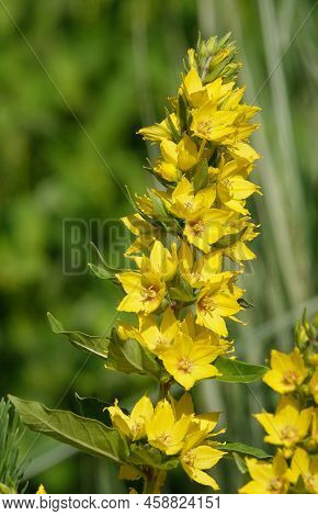 Flowers Loosestrife Spotted