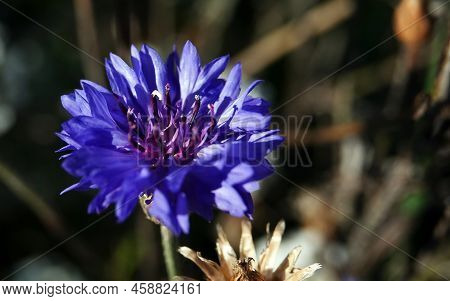 Flowers Cornflower Blue Is An Annual Herbaceous Meadow Plant, A Species Of The Genus Cornflower, Fam