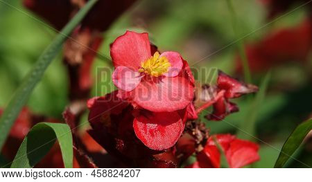Flowers Begonia Evergreen