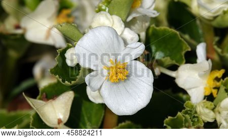 Flowers Begonia Evergreen