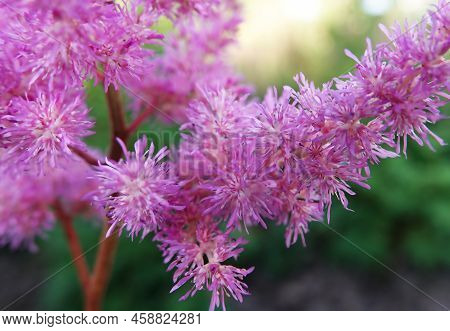 Flowers Astilba Sinensis