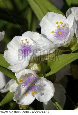 Flowers Tradescantia