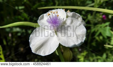 Flowers Tradescantia
