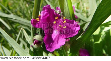 Flowers Tradescantia