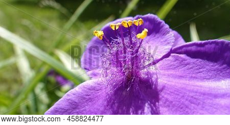 Flowers Tradescantia